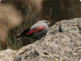 Wallcreeper - Birding in Hecho and Ansó Valleys