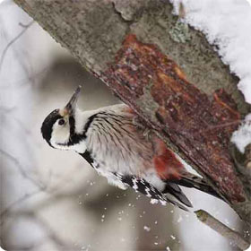 White-backed Woodpecker - Selva de Iratí and Ori