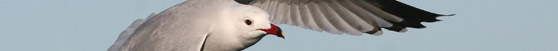 Audouin's Gull