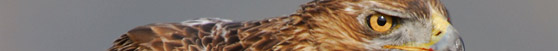 Bonelli's Eagle